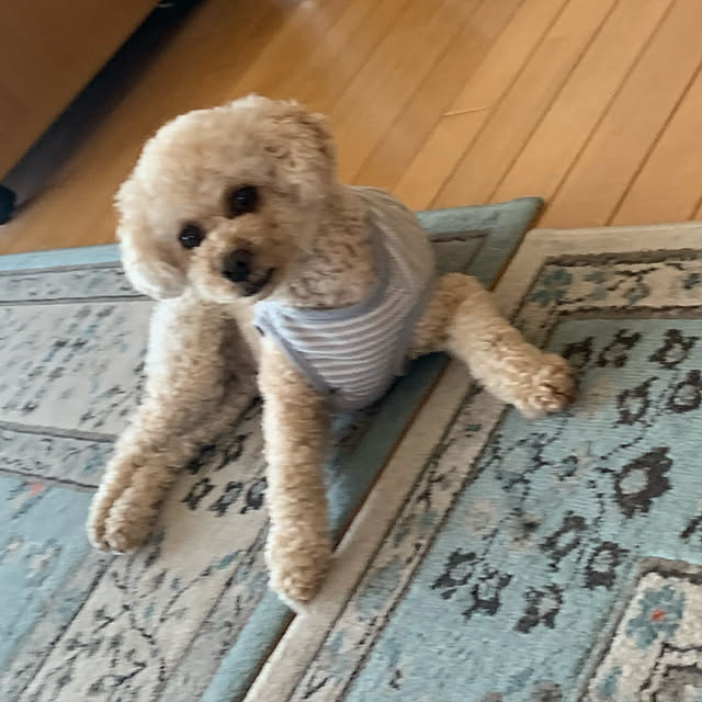 makizoさんの実例写真