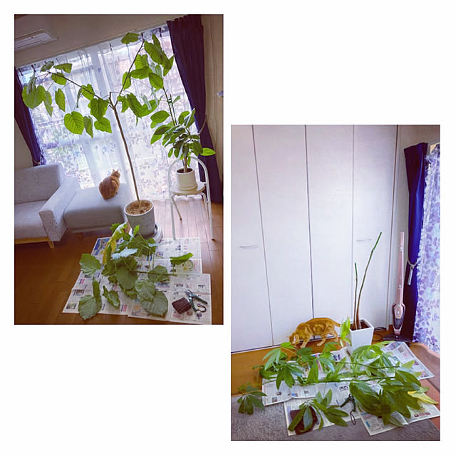 HALさんの部屋