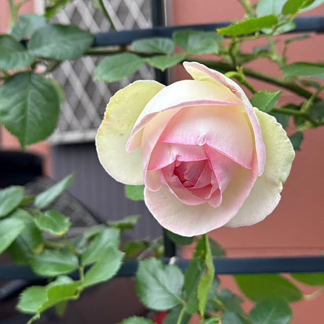 RoseLife5818さんの部屋