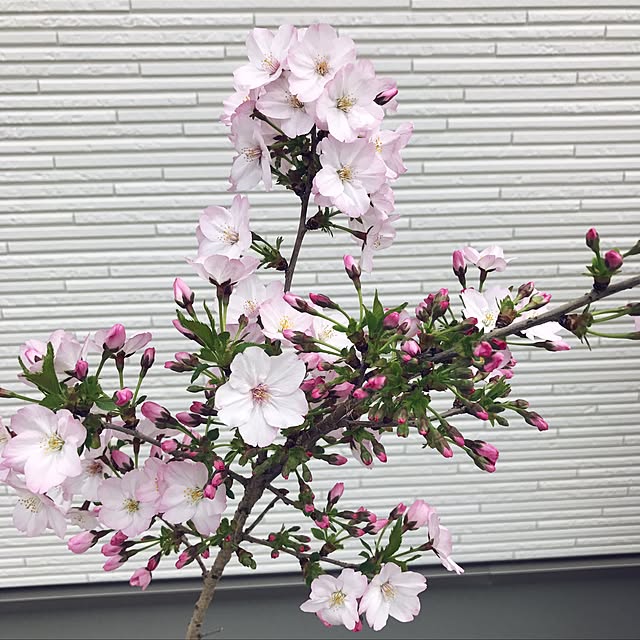 実例写真