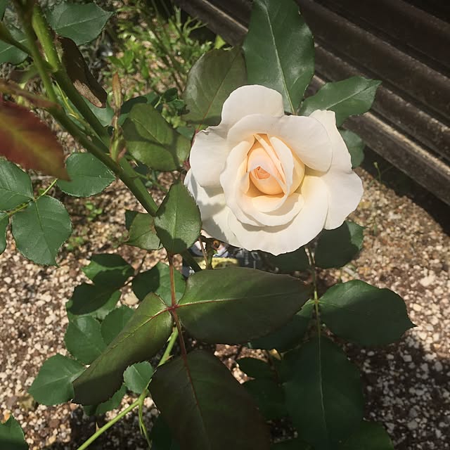 satomi0408さんの実例写真