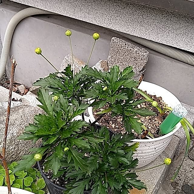 kiyohima229さんの部屋