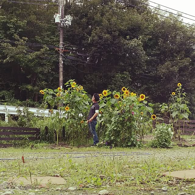 実例写真