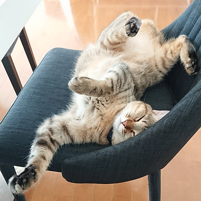 maikyさんの実例写真