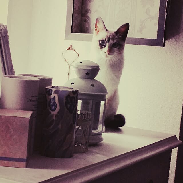 miuutheaさんの実例写真