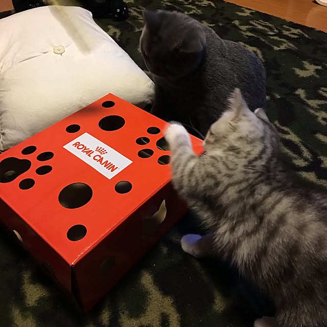 Shojiさんの実例写真