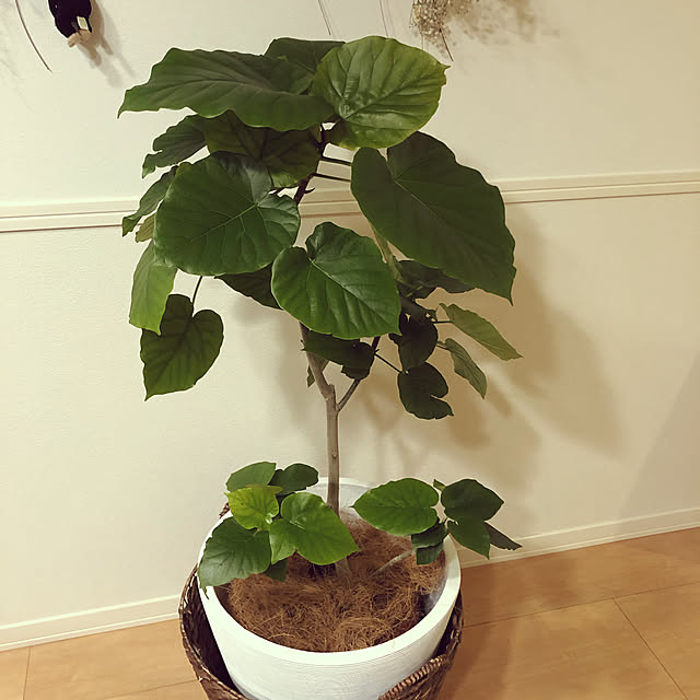 ginsima0330さんの実例写真