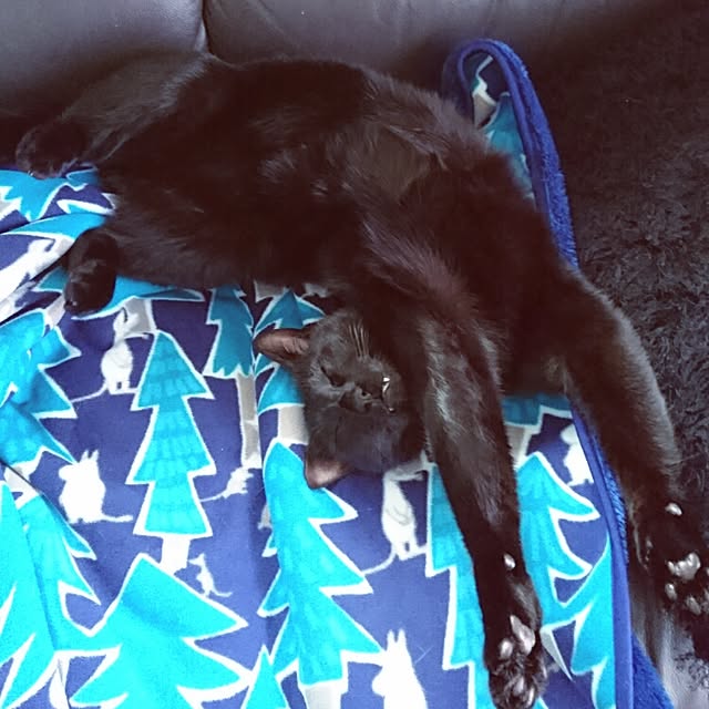 genさんの実例写真