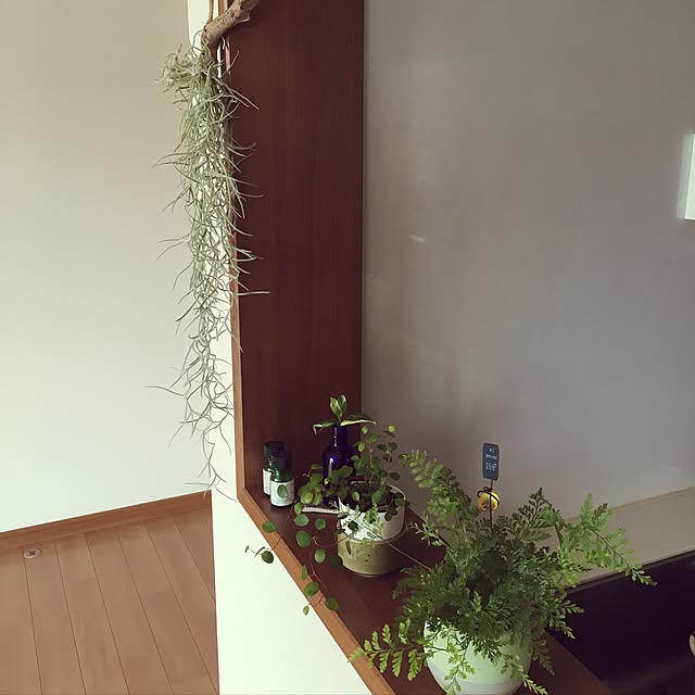 キッチン/ワイヤープランツ/観葉植物のインテリア実例 - 2017-06-06 10:12:29