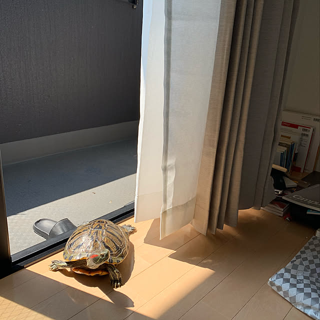 Shachiさんの実例写真
