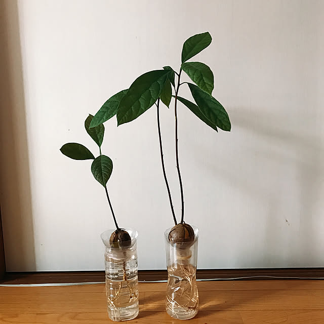 picarinnさんの実例写真