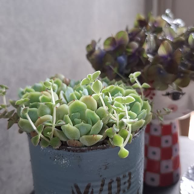 noaさんの部屋