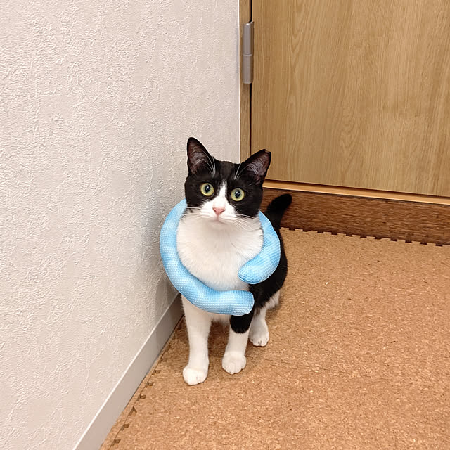 hihaさんの実例写真