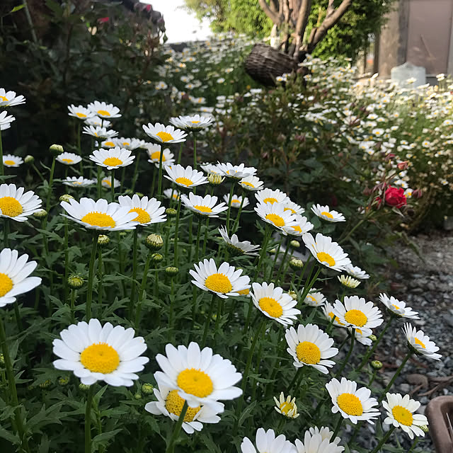 mamさんの実例写真