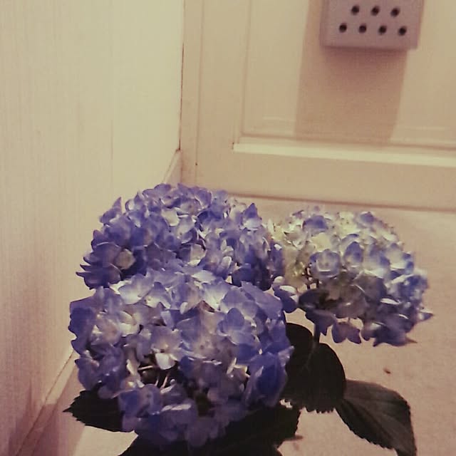nocry.nohappy6さんの実例写真
