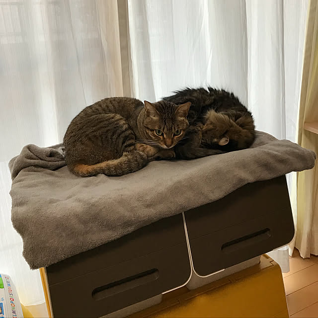 yuki0511さんの実例写真