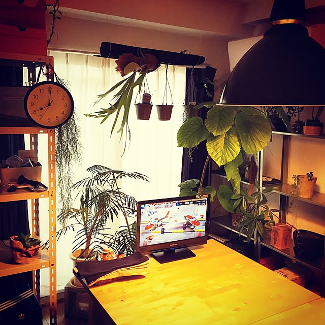 部屋全体/観葉植物/DIY/IKEAのインテリア実例 - 2016-09-18 08:19:50