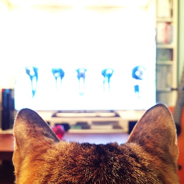 bowbowcoさんの実例写真