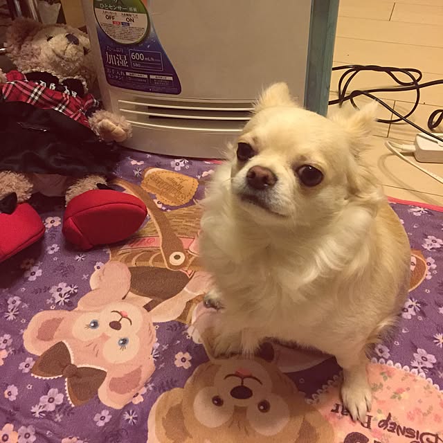 chinaさんの実例写真
