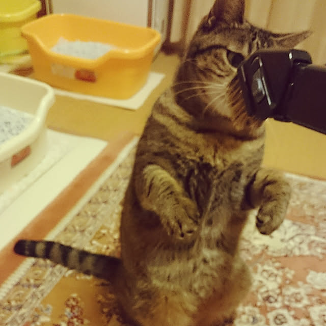lilyさんの実例写真