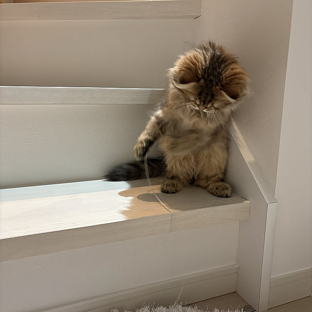 miyu39さんの実例写真
