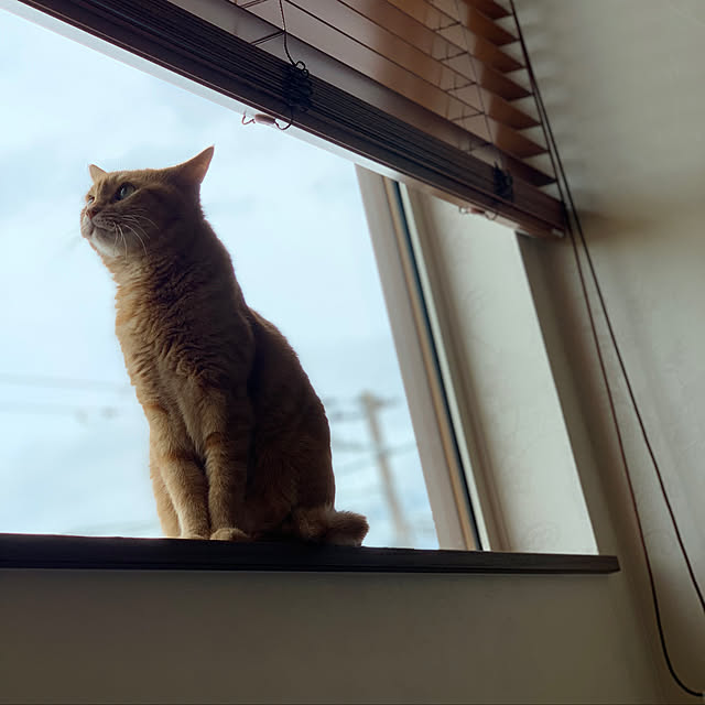 mikeume7さんの実例写真