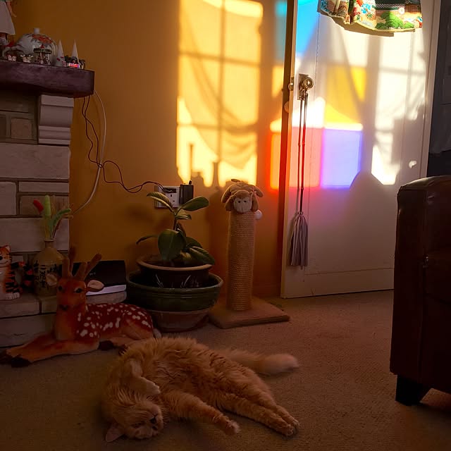 nekohigeさんの実例写真