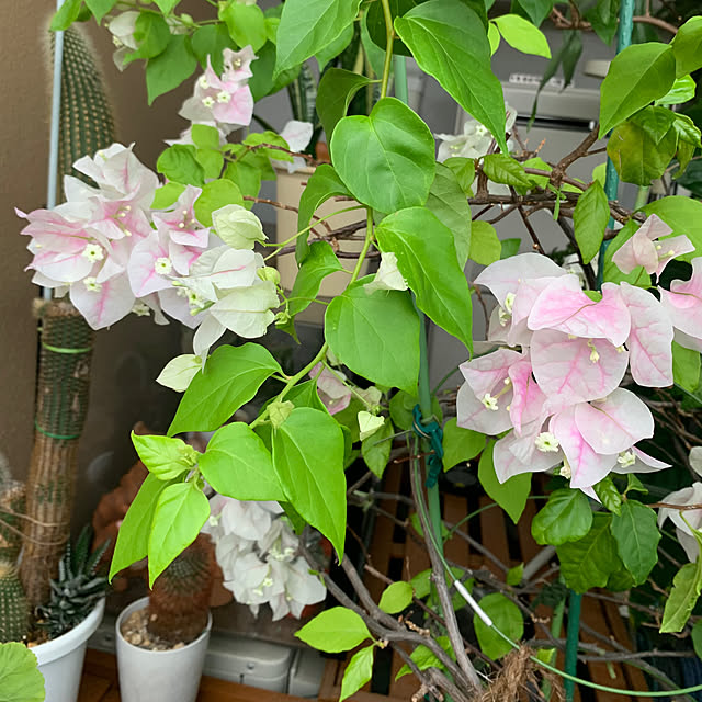 Aqettyさんの部屋