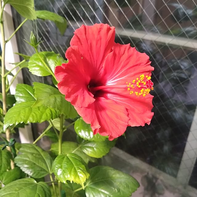 NAOKIさんの部屋