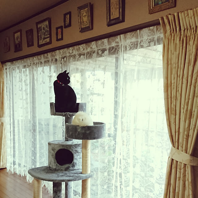 junkn6さんの実例写真