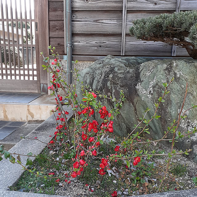 kuririnmamaさんの実例写真
