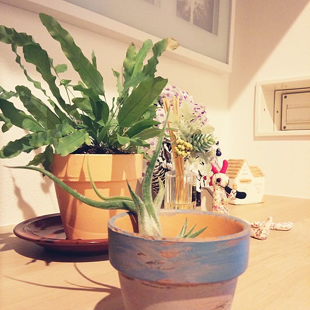 玄関/入り口/観葉植物/エアプランツのインテリア実例 - 2015-11-23 16:57:14