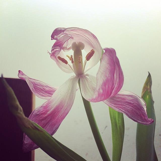 nuinuiさんの実例写真