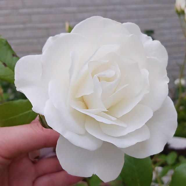 aiさんの実例写真