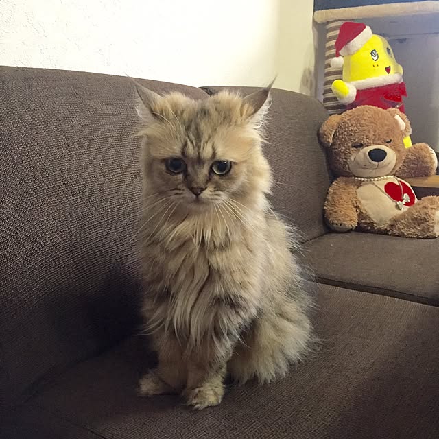 butachanさんの実例写真