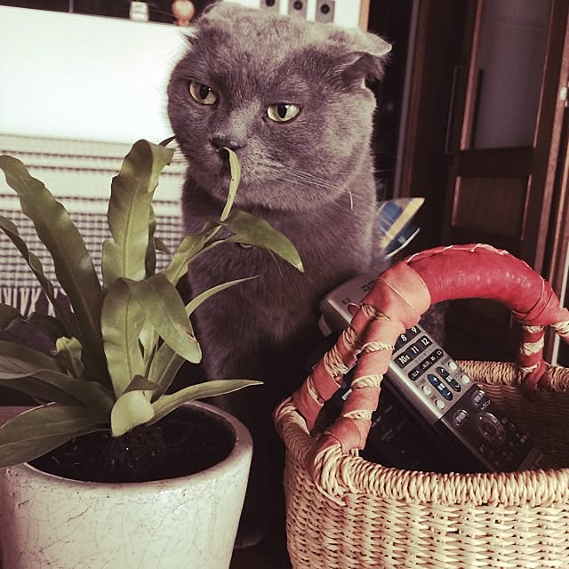 torinokoさんの実例写真