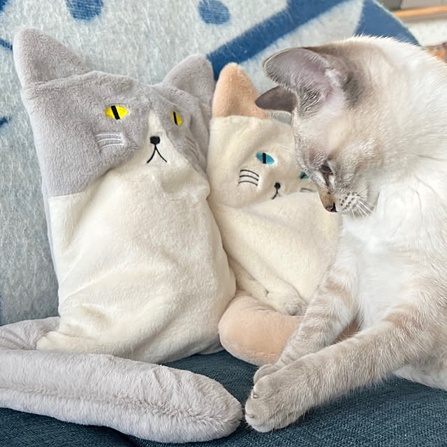 amさんの実例写真