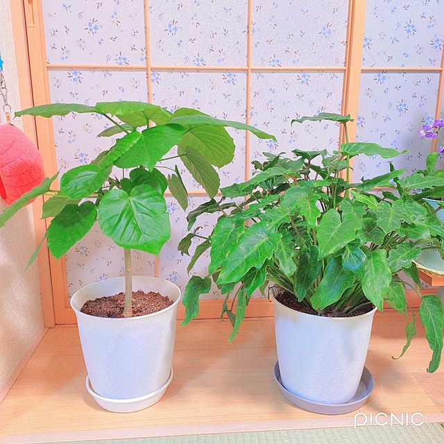 Miyumamaさんの実例写真