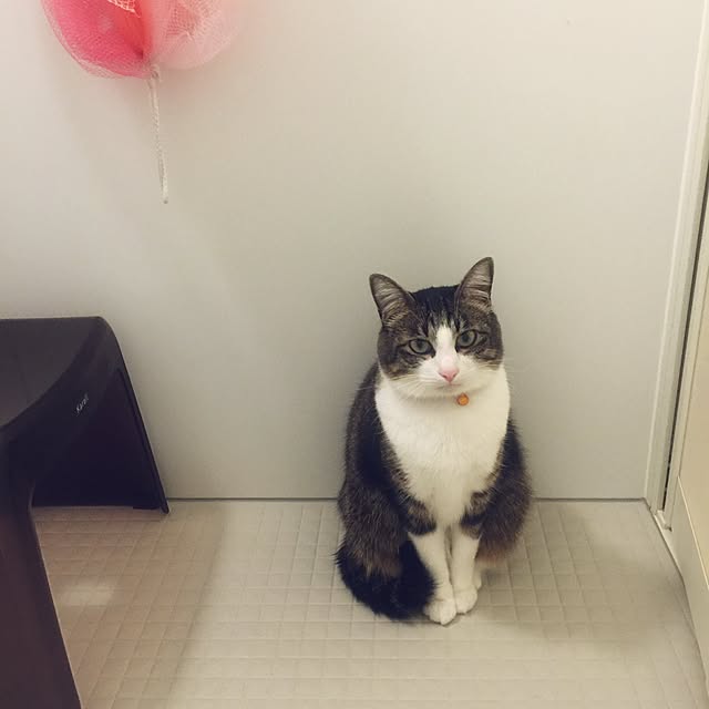 miruさんの実例写真