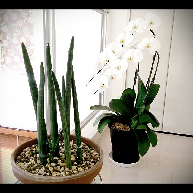 urchinさんの実例写真