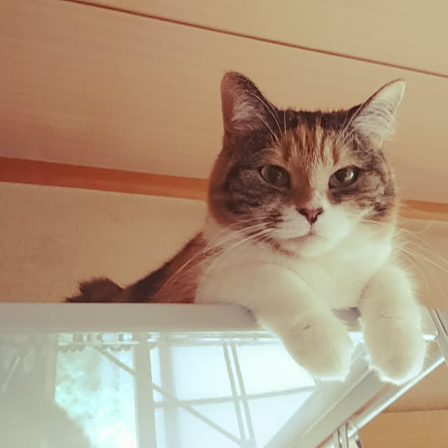 yukieさんの実例写真