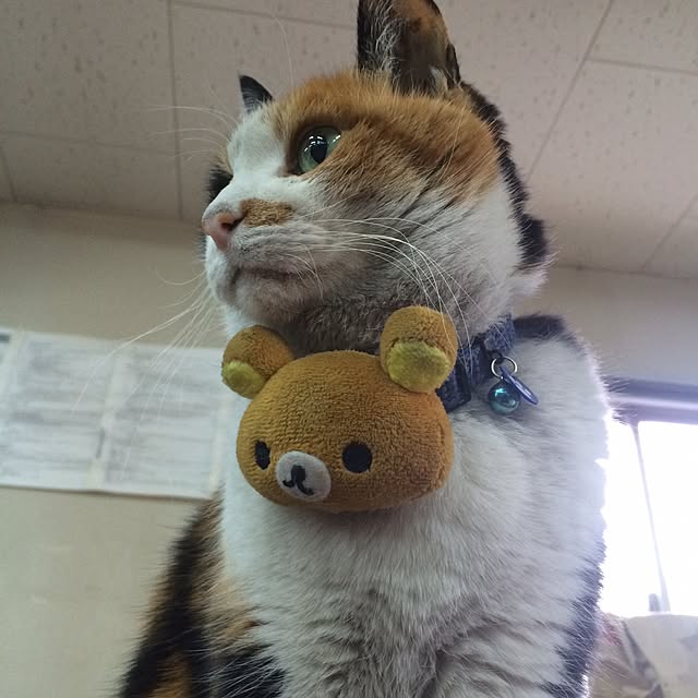 rinさんの実例写真