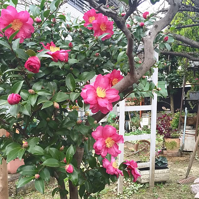 bibianさんの実例写真