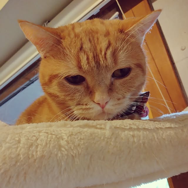 runaさんの実例写真