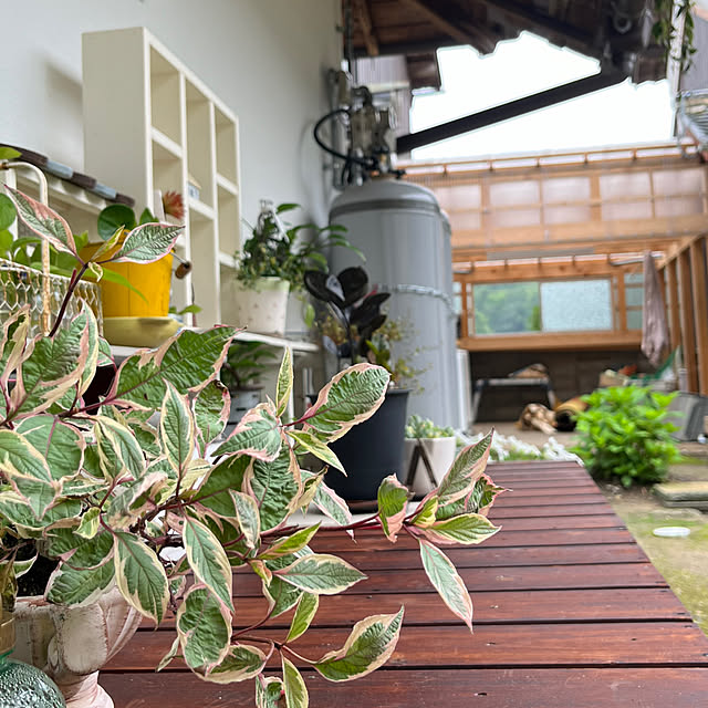 cota2さんの部屋
