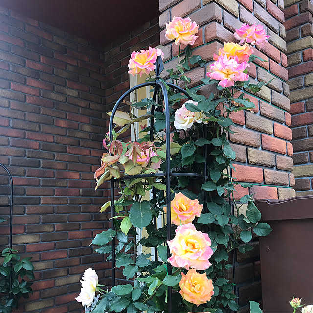 RoseLife5818さんの実例写真