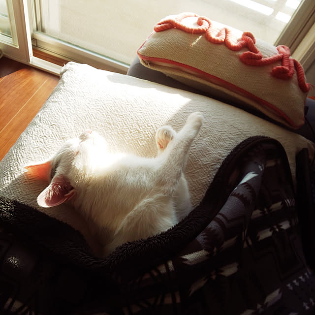 necoさんの実例写真