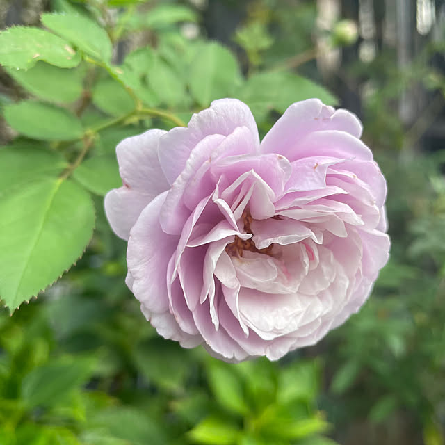 shiropenguinさんの部屋