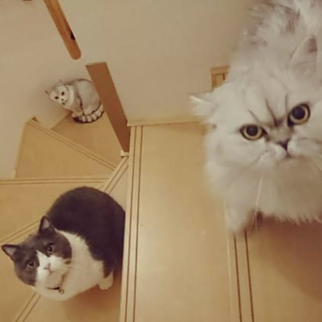 nyan5さんの実例写真