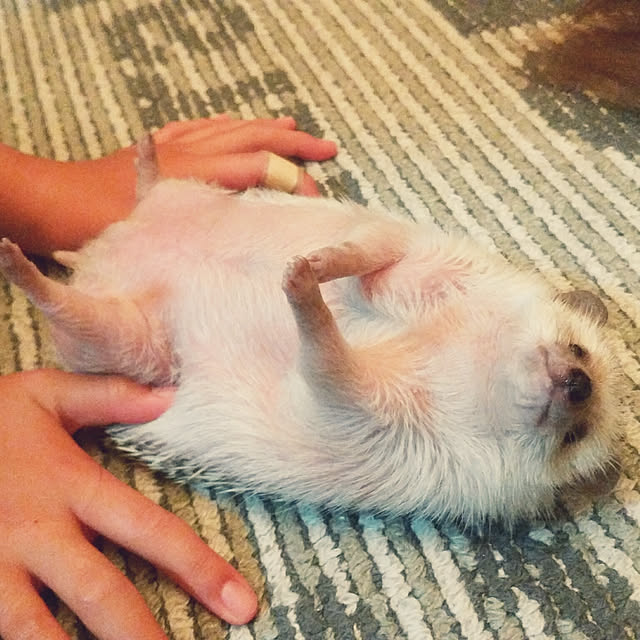 実例写真